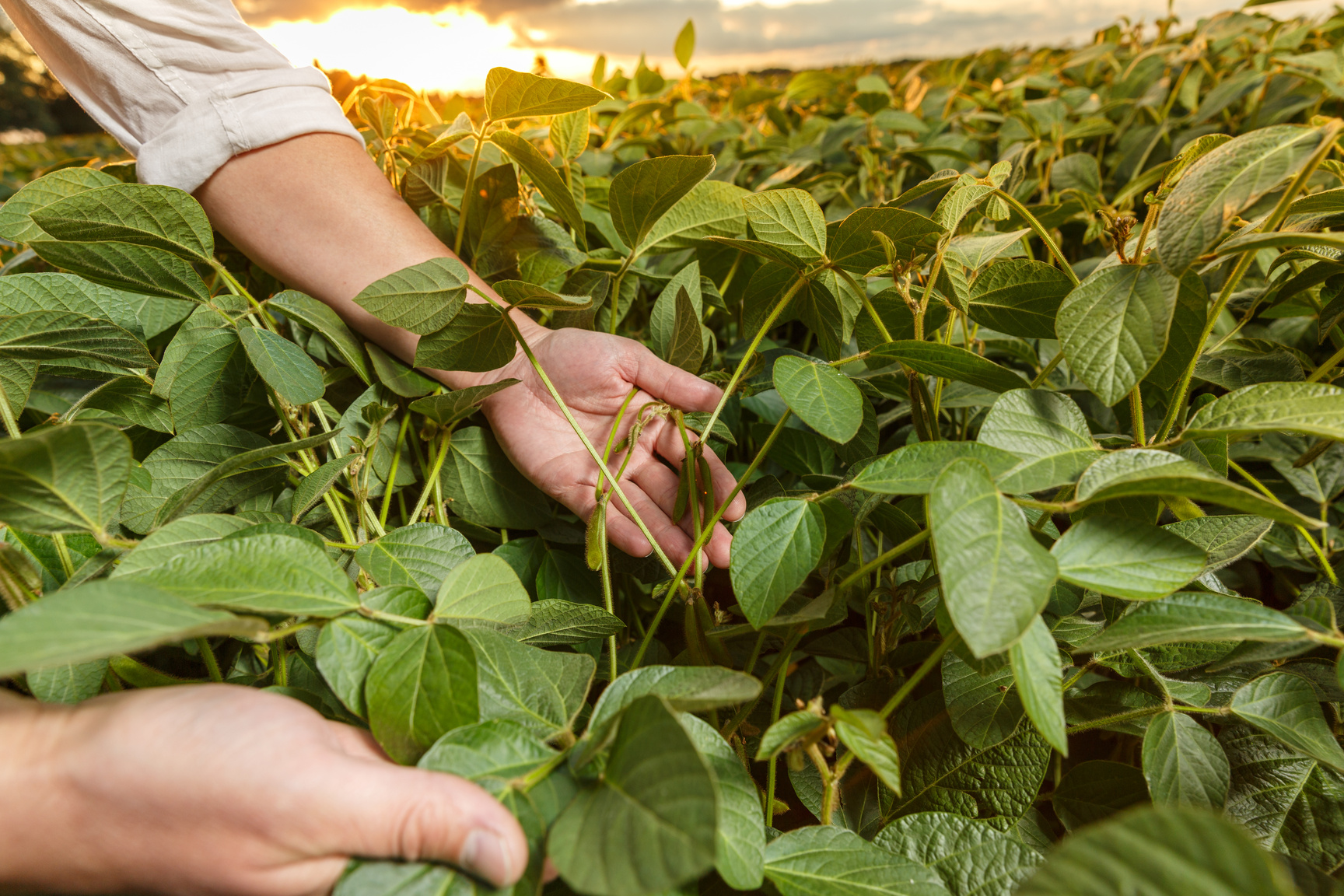 Agronomist inspecting soya bean crops